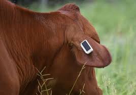 Smart Ear Tag 2